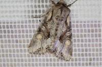 Lacanobia w-latinum