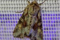 Lacanobia w-latinum