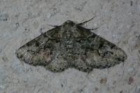 Cleorodes lichenaria