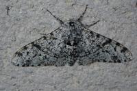Biston betularia
