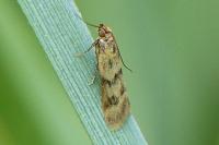 Homoeosoma sinuella