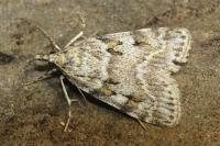 Scoparia pyralella