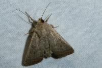 Hoplodrina blanda