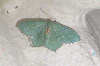 Hemithea aestivaria