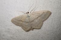 Scopula nigropunctata