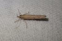 Pediasia contaminella