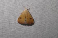 Rivula sericealis