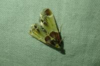 Pyralis farinalis