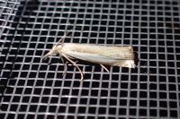 Crambus pascuella