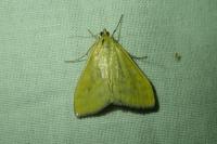 Sitochroa verticalis