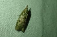 Aphomia sociella