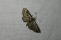 Pasiphila rectangulata