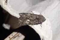 Aedia leucomelas