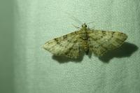 Gymnoscelis rufifasciata