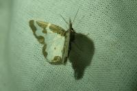 Lomaspilis marginata