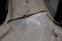 Scopula caricaria