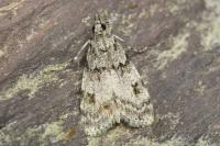 Scoparia basistrigalis