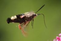 Hemaris fuciformis