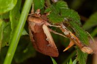 Ochropleura plecta