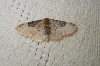 Idaea filicata