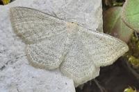 Scopula virgulata
