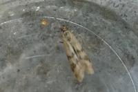 Homoeosoma sinuella