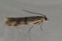 Homoeosoma sinuella