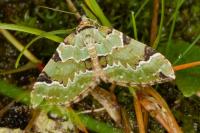 Colostygia pectinataria
