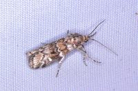 Dioryctria abietella