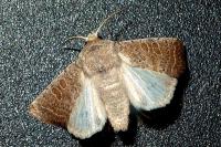 Hoplodrina ambigua