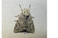 Acronicta aceris