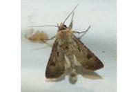 Agrotis exclamationis exclamationis
