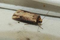 Axylia putris