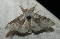 Calliteara pudibunda