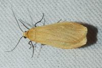 Wittia sororcula