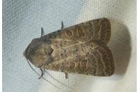 Hoplodrina ambigua