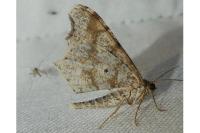 Macaria alternata