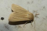 Mythimna pallens