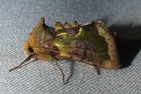Diachrysia chrysitis/stenochrysis