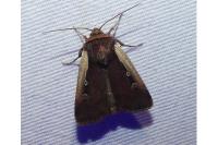 Ochropleura plecta