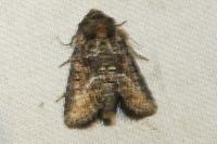 Oligia