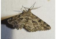 Peribatodes rhomboidaria rhomboidaria