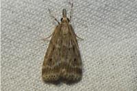 Eudonia pallida