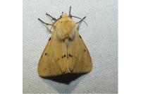 Spilarctia lutea