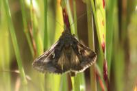 Autographa gamma