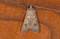 Agrotis segetum
