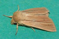 Mythimna impura