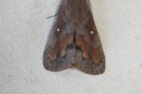 Dendrolimus pini pini