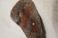 Dendrolimus pini pini
