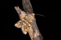 Hadena irregularis